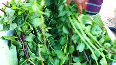 freshly harvested spinach-like greens