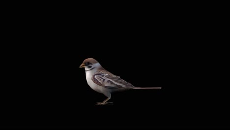 a sparrow walking jumping on black background, 3d animation, animated animals, seamless loop animation