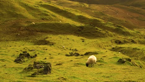 sheep are seen grazing on the quiraing landslip on the isle of skye in scotland