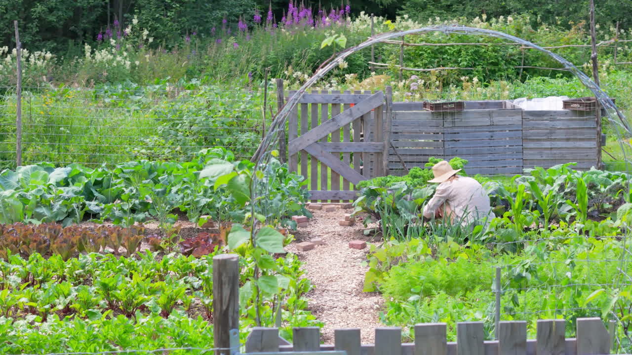 여성 이 채소  에서 정원 을 꾸리고 있다