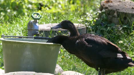 wild ducks eating and drinking from bucket on farm during sunny day outdoors,4k close up shot