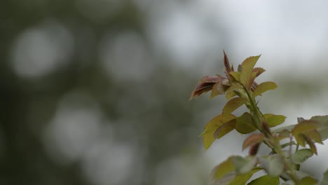 plant leaves moving in the wind in poland, close up static shot