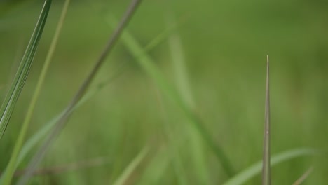 A-perennial-grass-native-to-tropical-and-subtropical-Asia-and-also-introduced-to-several-countries