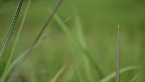 una hierba perenne originaria de asia tropical y subtropical y también introducida en varios países