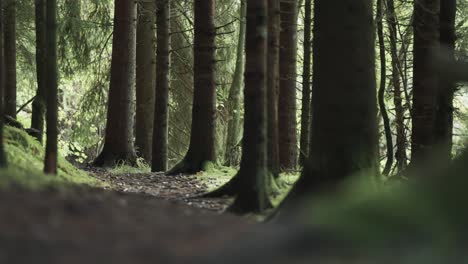 a faint pilgrimage trail leads through the moss-covered floor of the dark pine forest