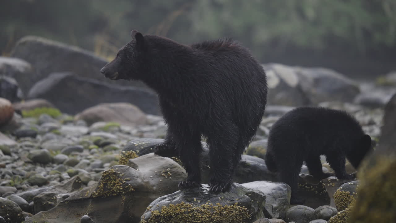A black bear on the rocks waiting for the salmon to swim up the stream on in British Columbia, Canada. Filling up on food before going into hibernation for the winter