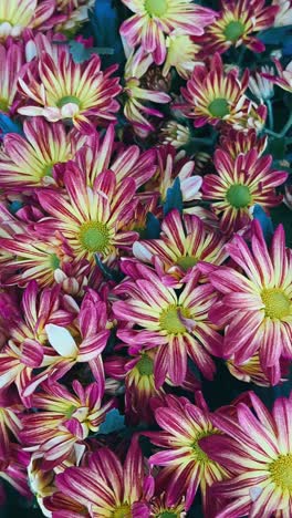 close-up of a bouquet of colorful chrysanthemum flowers