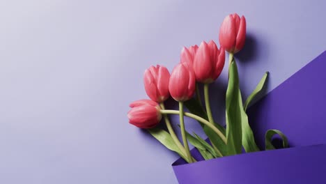 Video-Eines-Straußes-Roter-Tulpen-In-Violettem-Papier-Und-Kopierraum-Auf-Violettem-Hintergrund