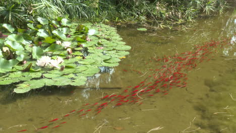pond with water lilies and red fish
