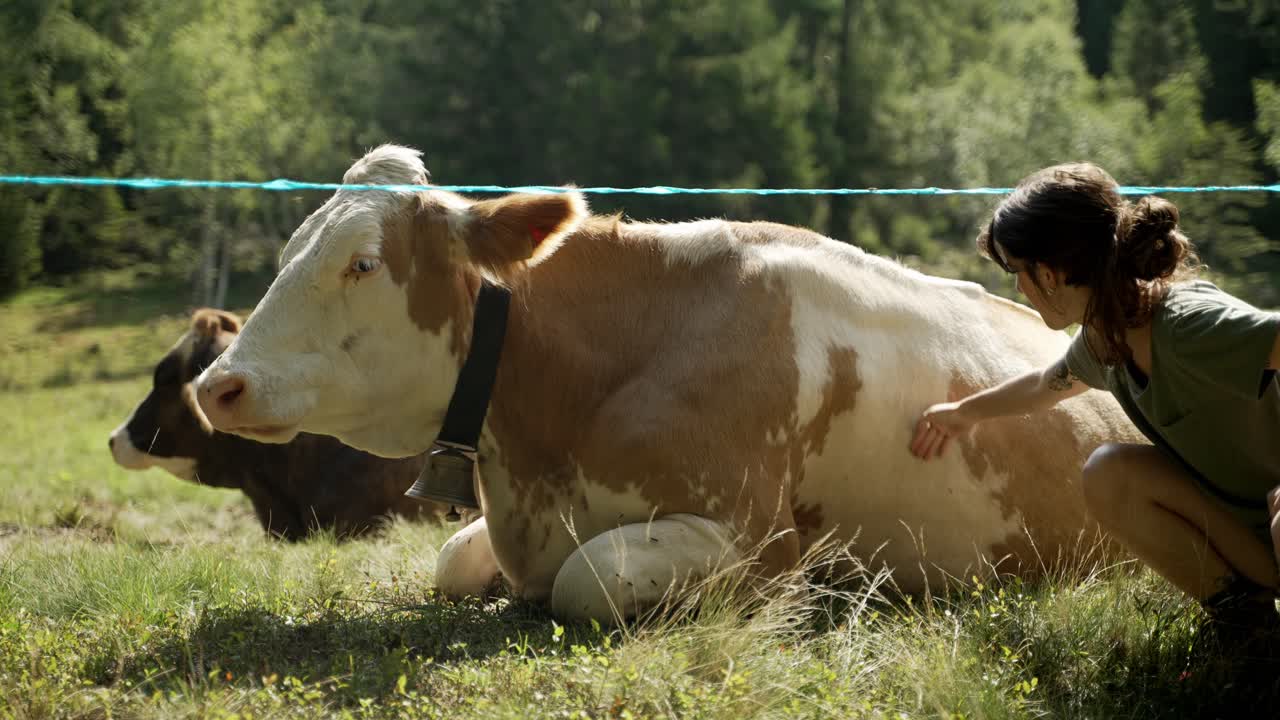 una niña acariciando una gran vaca marrón y blanca en el campo de hierba, en la naturaleza