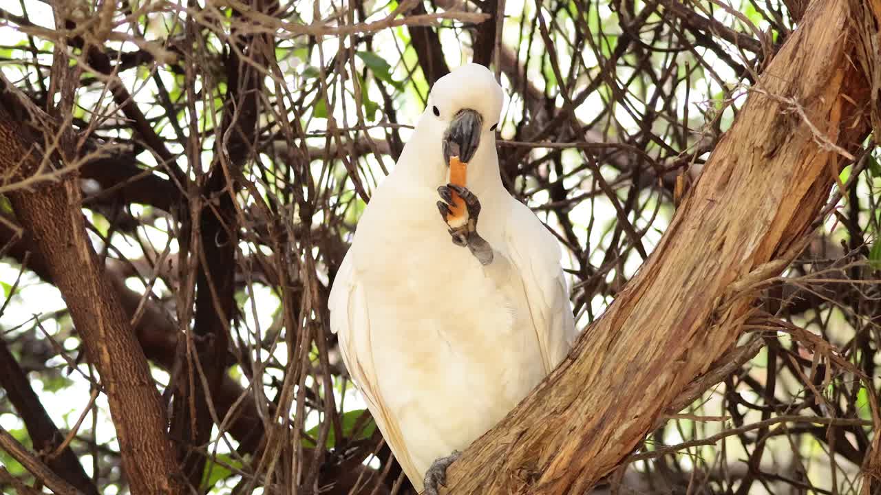 Cockatoo eating while perched on a tree branch