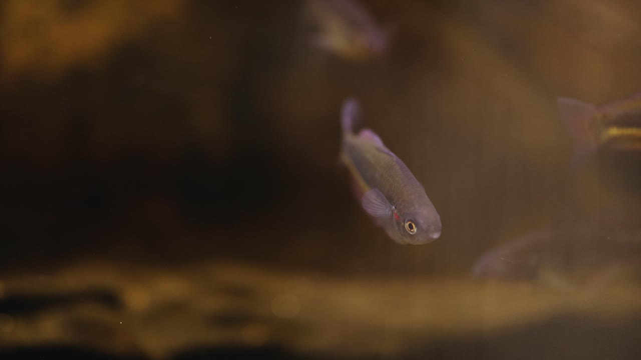 Fish swimming in a natural aquarium environment