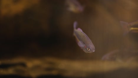 fish swimming in a natural aquarium environment