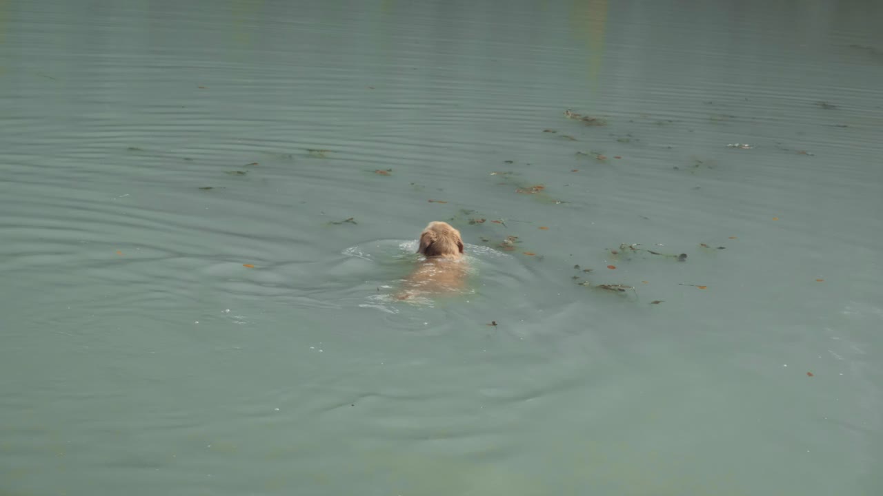 un joven golden retriever está tratando de atrapar algunas hojas caídas en el lago de montriond, alpes franceses