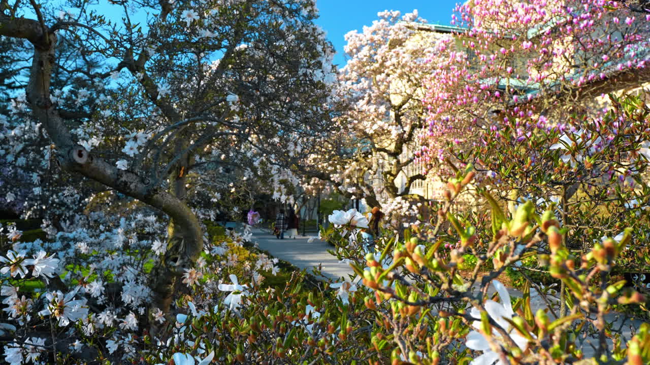 New York, USA, 8 aprile 2026: Sentiero di un giardino primaverile con magnolie stellate in fiore. Attraverso i rami bianchi delle magnolie stellate, si intravede un sentiero con persone ed edifici nel Giardino Botanico di New York.