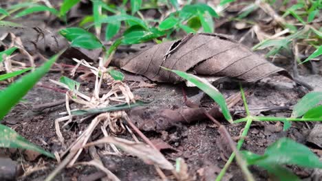 Ameisen,-Die-In-Harmonie-Arbeiten---Teamarbeit-In-Der-Natur