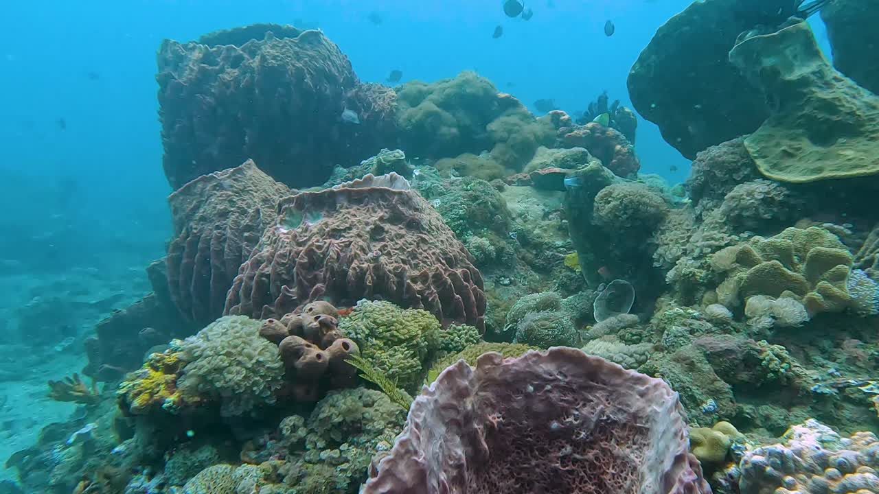 paraíso de buceo submarino de impresionantes cardúmenes de coloridos peces tropicales, arrecifes de coral saludables y esponjas de barril gigantes en el triángulo de coral de timor leste, sudeste de asia