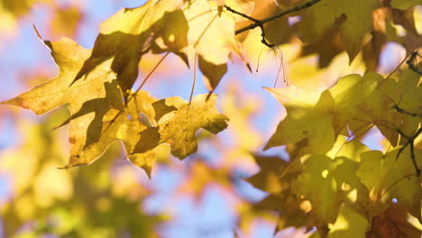 hermosos colores de otoño
