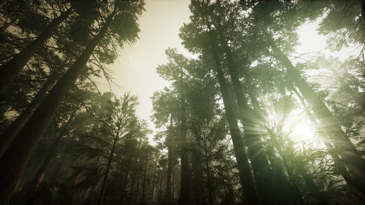 paisaje de puesta de sol brumosa del bosque de secuoya