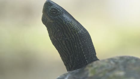 especies en peligro crítico, primer plano extremo de una tortuga de cuello de rayas chinas, mauremys sinensis contra un fondo borroso que captura los detalles de su cuello