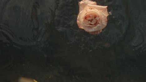 falling colored rose on the water surface, creating ripples in slow motion