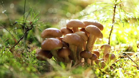 hongos armillaria de agarico de miel en un bosque soleado