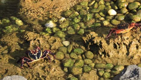 Two-Rock-Crabs-sitting-together-in-a-shallow-coastal-pool-of-ocean-water