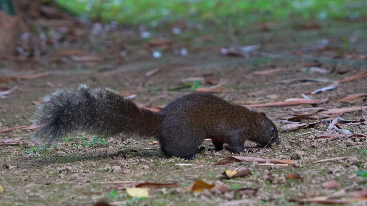una pequeña ardilla de pallas que se alimenta en el suelo, olfateando y usando su sentido del olfato para detectar comida y navegar por el entorno