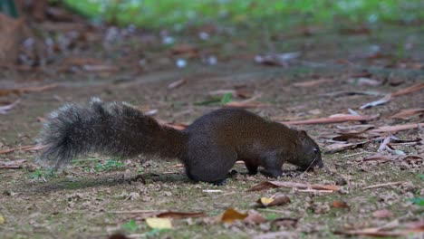 A-small-Pallas's-squirrel-foraging-on-the-ground,-sniffing-around-and-using-its-sense-of-smell-to-detect-food-and-navigate-the-environment