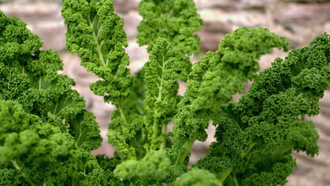 fresh kale being waved at camera