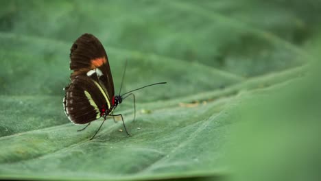 Mariposa-Macro-18