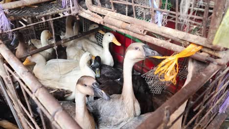 geese and ducks moving inside a wooden pen