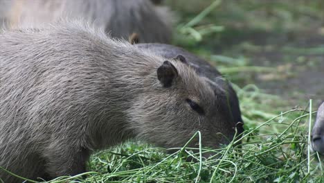 Capybara-Entspannt,-Säugetierart-Der-Meerschweinchenfamilie,-Warmer-Und-Sonniger-Tag,-Rot-4k