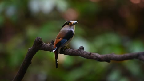 with its back facing the camera, the silver-breasted broadbill serilophus lunatus is perched on a branch with food in its mouth