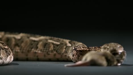 cottonmouth-bites-mouse-slomo---studio-displaying-speed