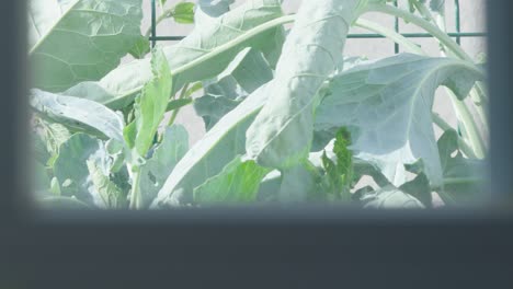 pulling focus from the dirt on the window to the plants outside.