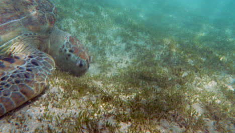 tortuga reptante