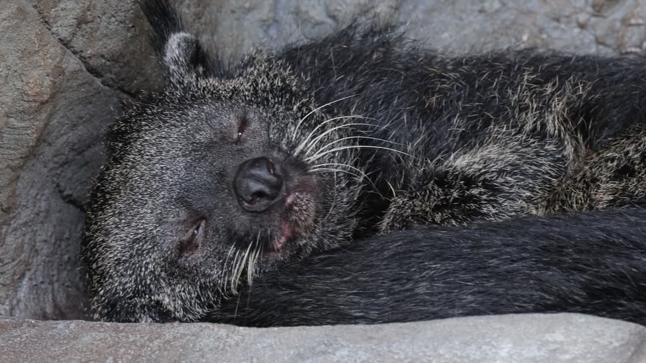 투롱이 누워서 휴식을 취하고 있는 근접 사진