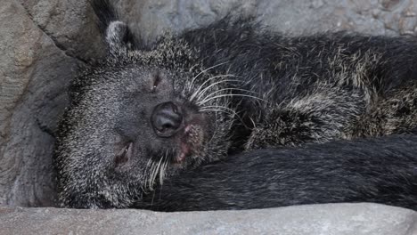 close-up view of a binturong lying down, resting