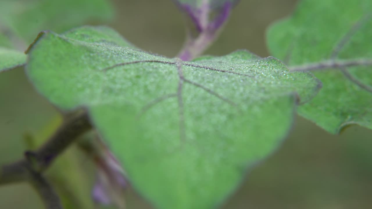 방울은 겨울에 나무의 잎에 떨어집니다.