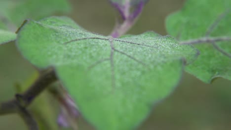 las gotas de rocío caen sobre las hojas de los árboles en invierno
