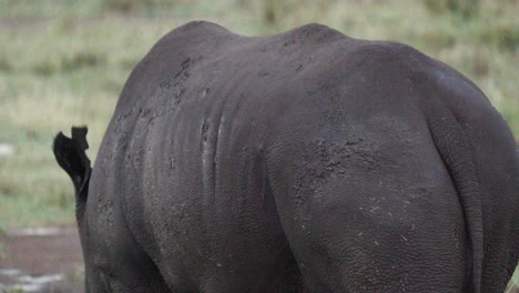 Hinter-Einem-Spitzmaulnashorn-Auf-Nahrungssuche.-Nahaufnahme