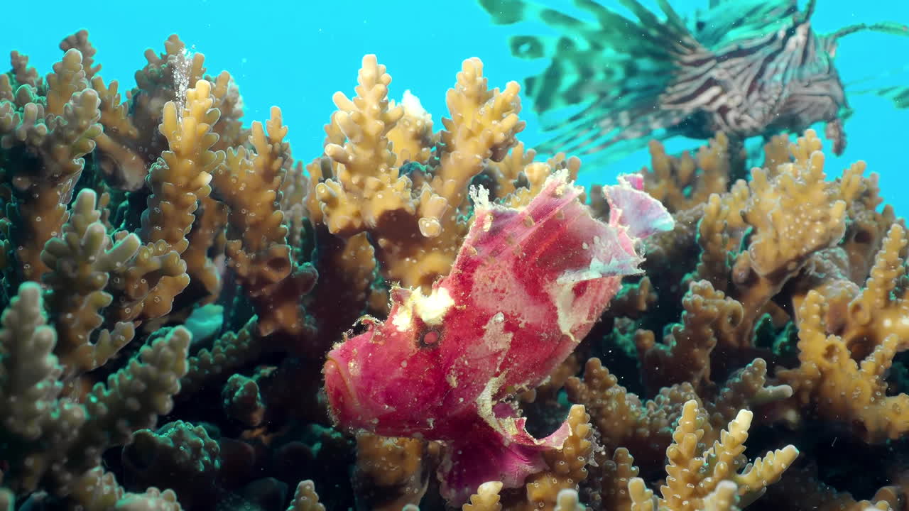Il pesce scorpione foglia