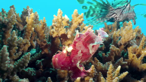 The-leaf-scorpionfish