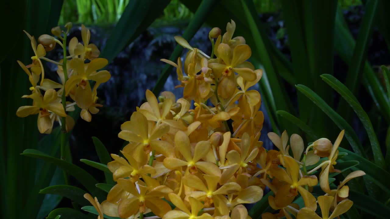 분수 배경에 매혹적인 노란색 난초