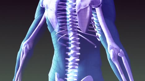 xray animation of human skeleton