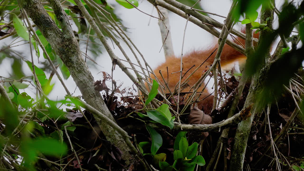 Orangutan in a Tree Nest