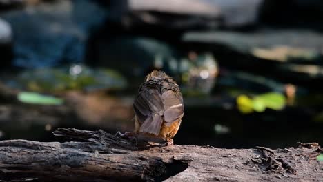 The-Abbot’s-Babbler-is-found-in-the-Himalayas-to-South-Asia-and-the-Southeast-Asia