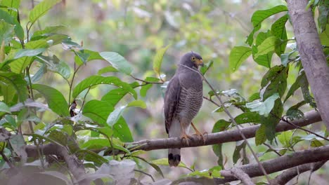 Roadside-hawk-on-a-branch