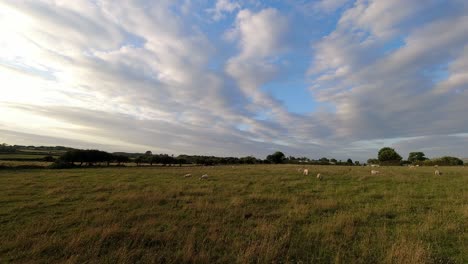 Ovejas-Pastando-En-El-Lapso-De-Tiempo-De-Los-Pastos-Rurales-De-Anglesey-Mientras-Las-Nubes-Se-Aceleran-A-Través-Del-Ventoso-Campo-Galés